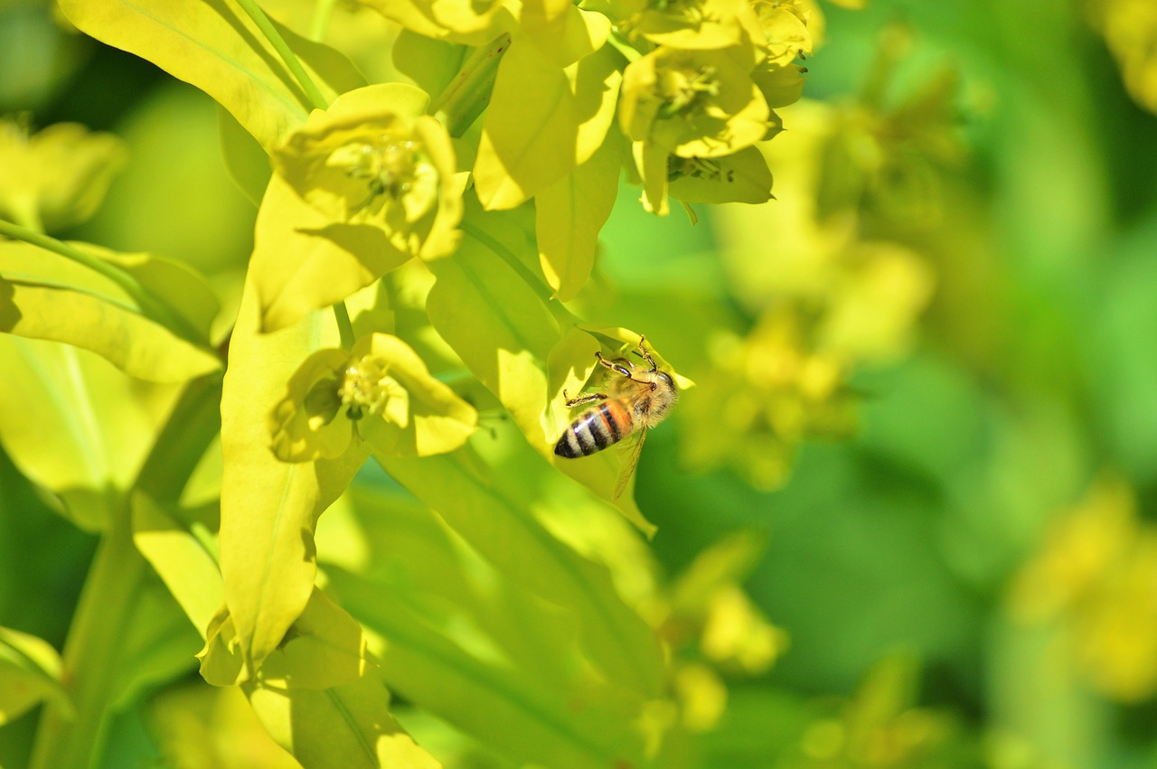 bee insect blossom free photo