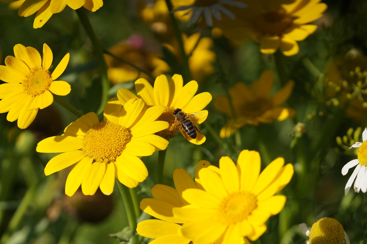 bee flower yellow free photo