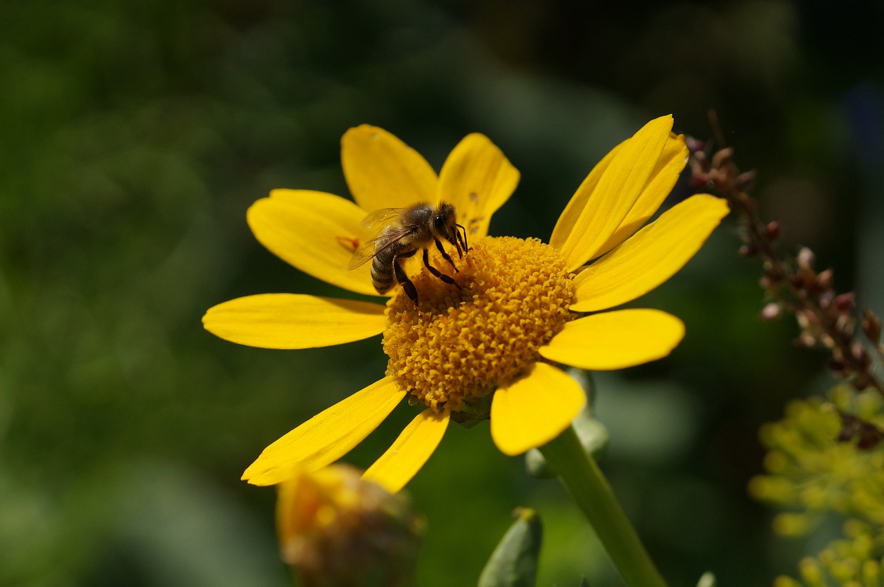 bee close yellow free photo