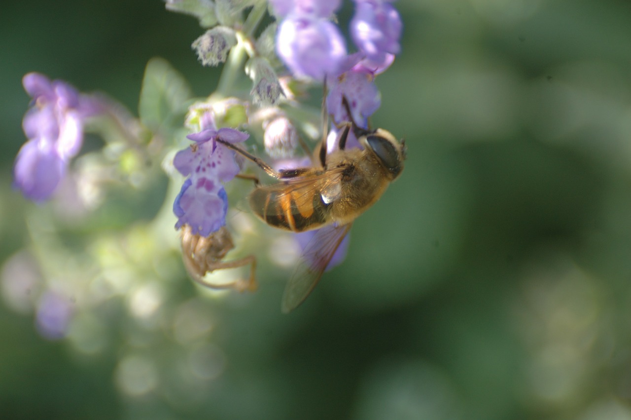 bee insect honey free photo