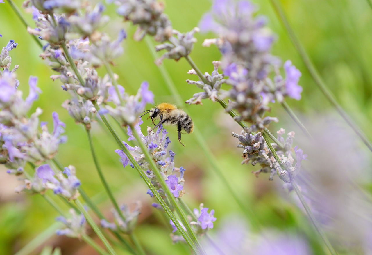 bee lavender insect free photo