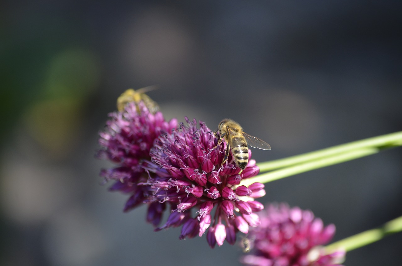 bee blossom bloom free photo