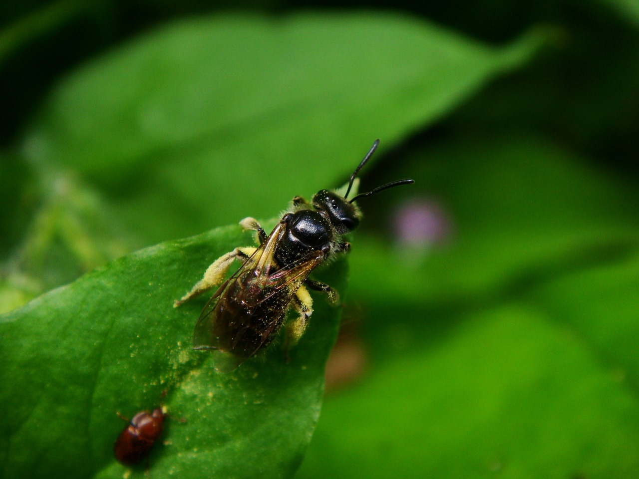 bee bug insect free photo