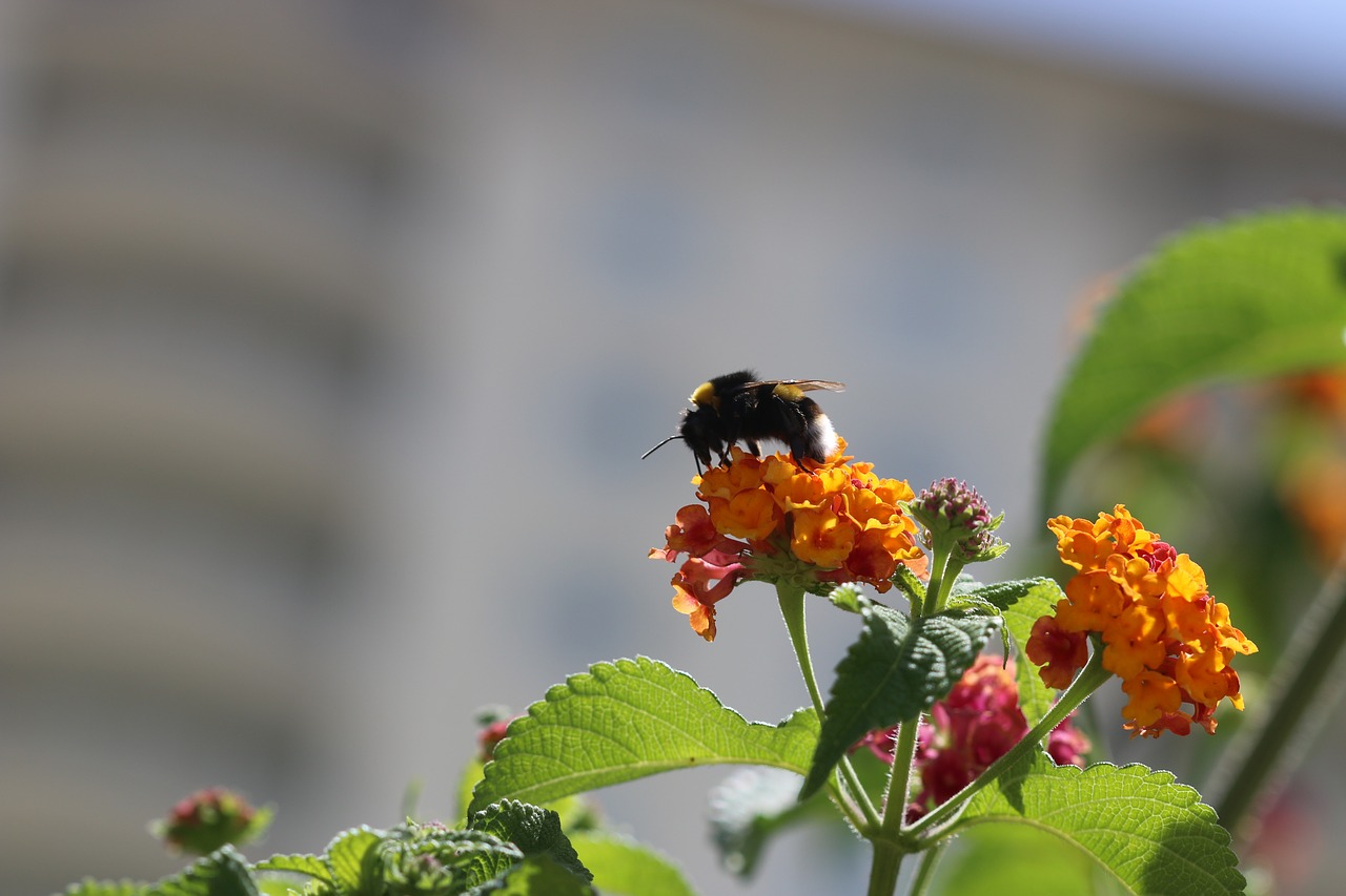 bee flower spring free photo