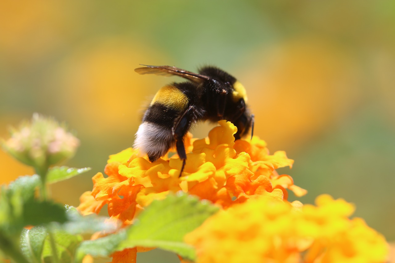bee flower spring free photo