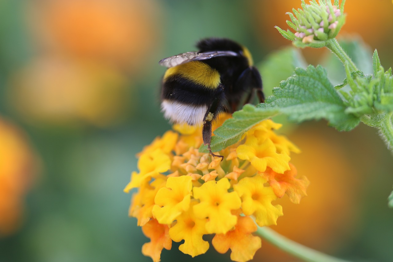 bee flower spring free photo