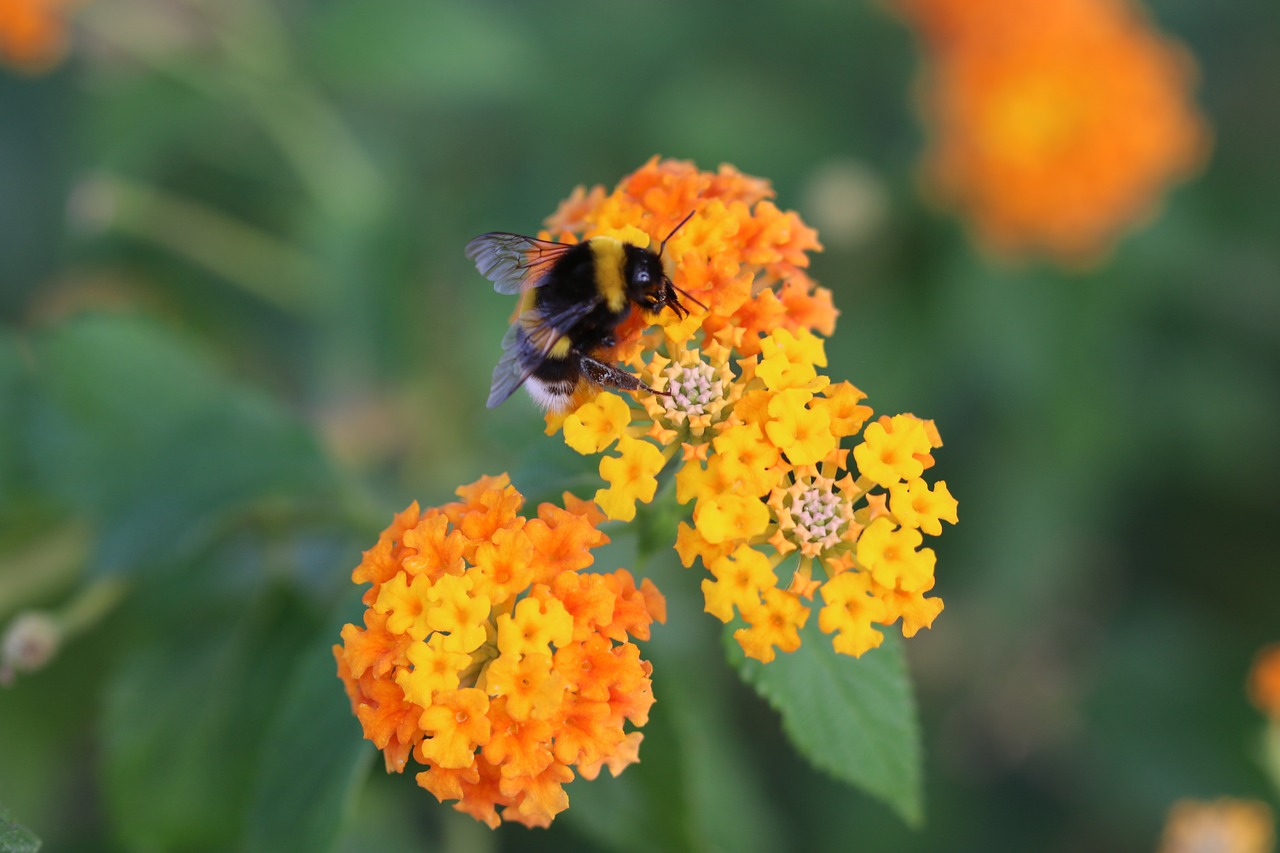 bee flower spring free photo