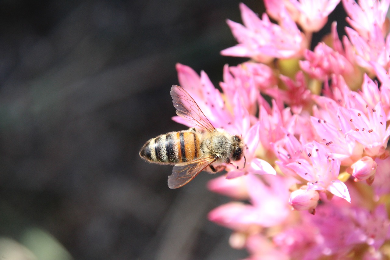 bee blossom bloom free photo