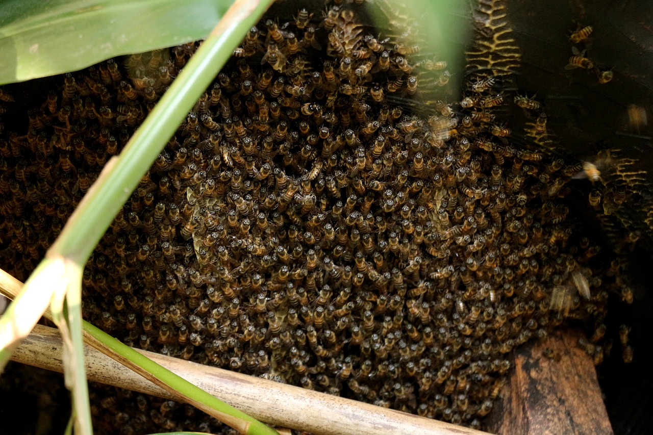 bee swarm sting free photo