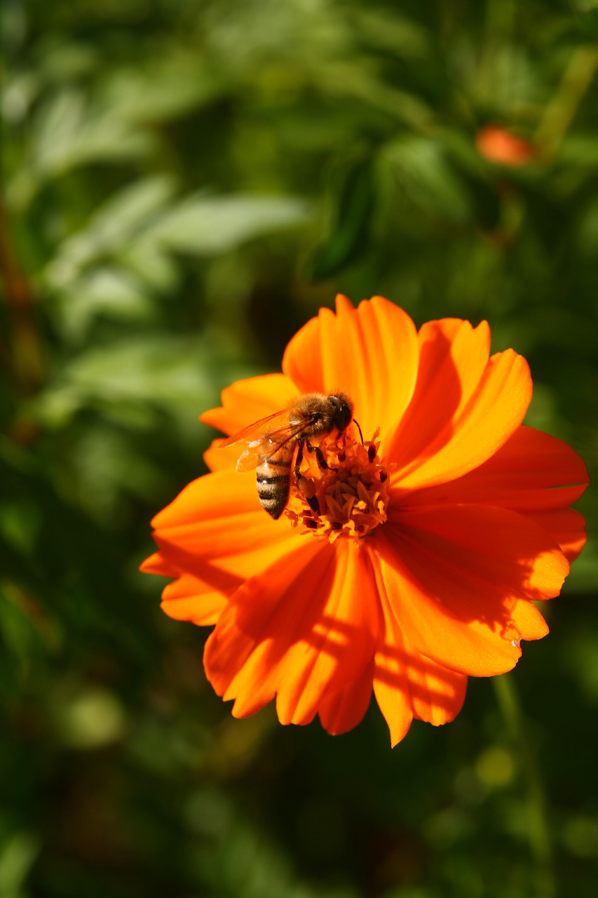 bee honey insects free photo