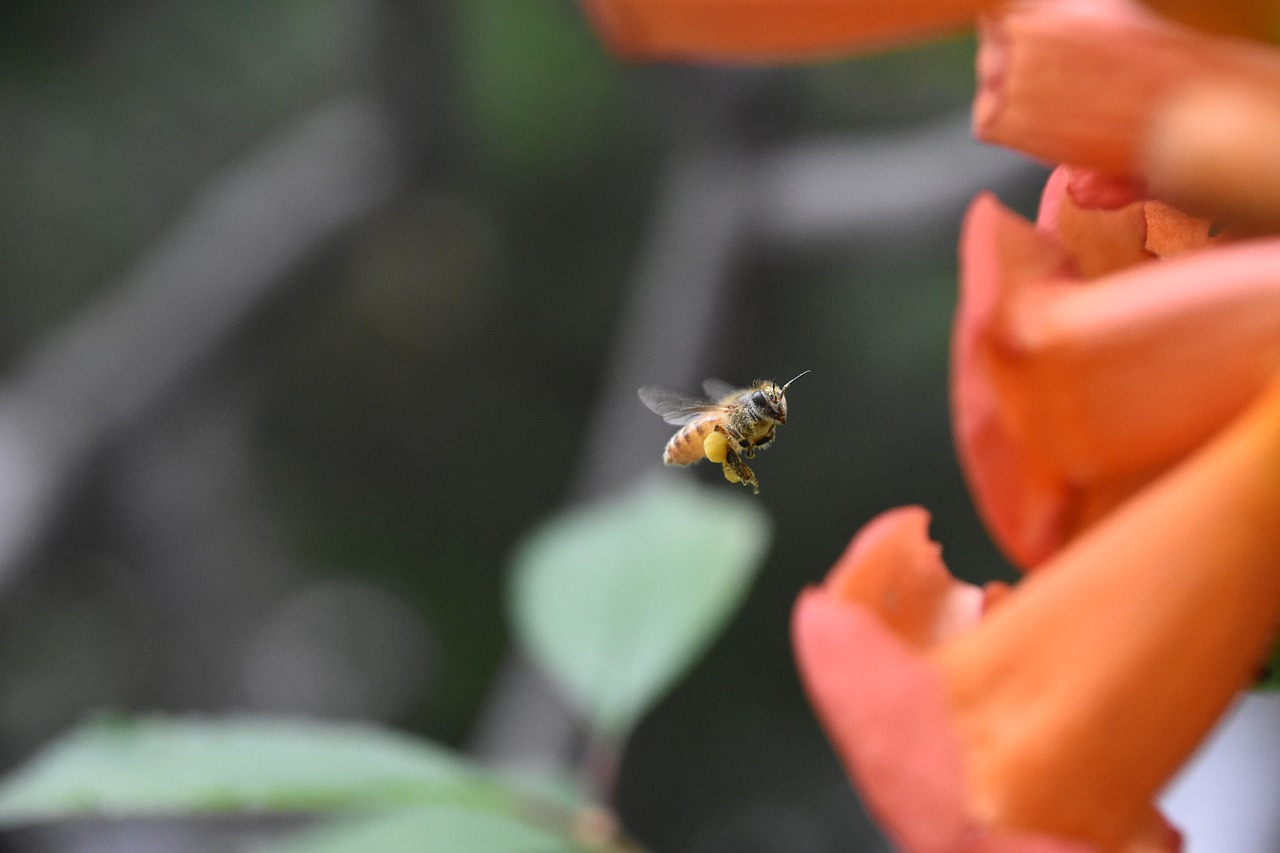 bee red flowers fly free photo