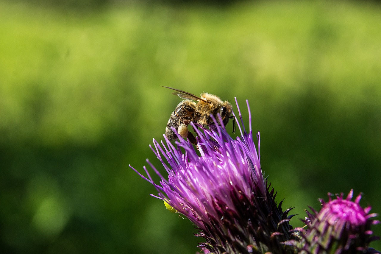 bee flower insect free photo