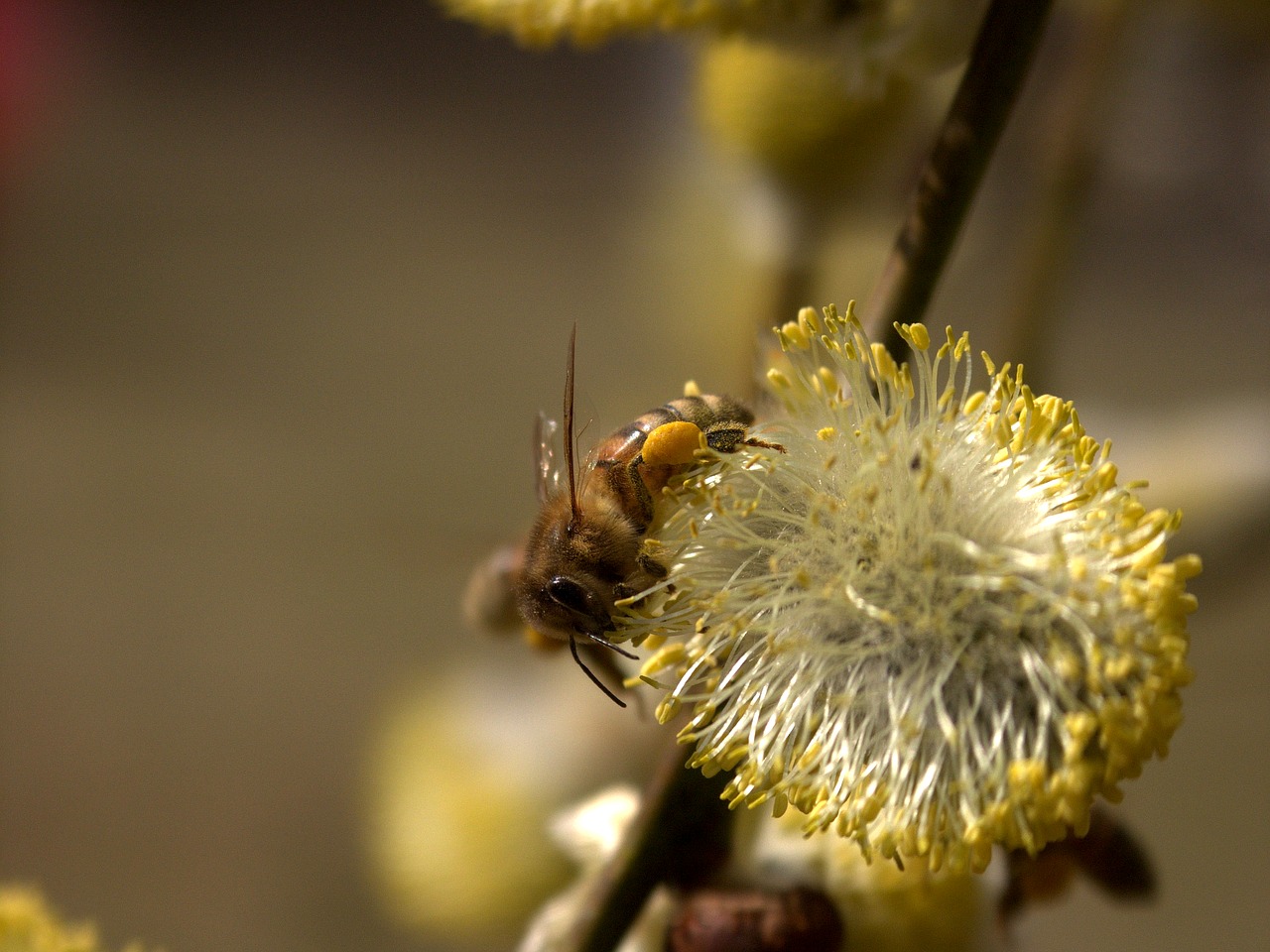 bee nature flower free photo