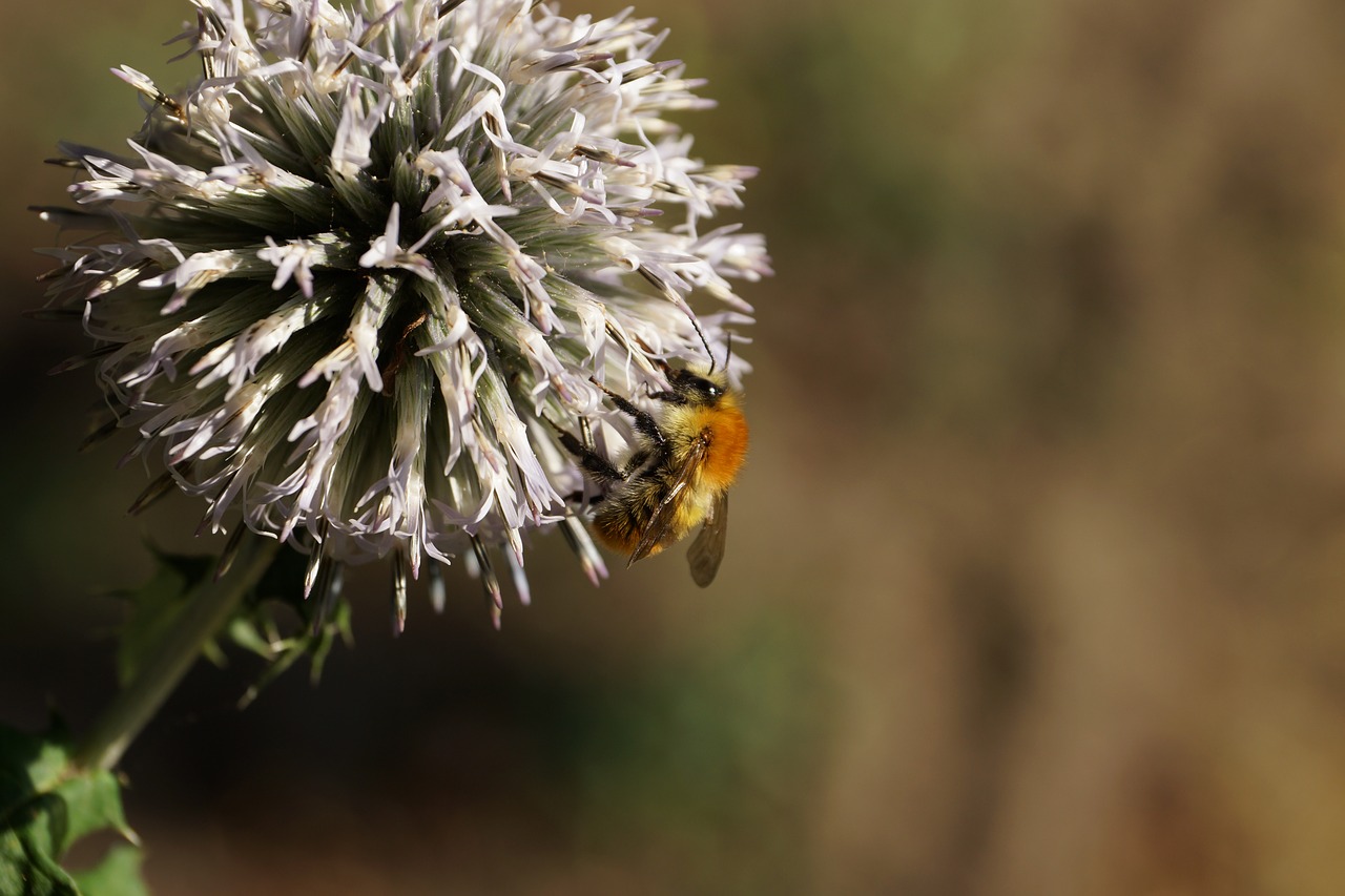 bee flower macro free photo