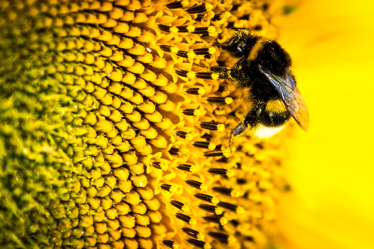 bee sun flower yellow free photo