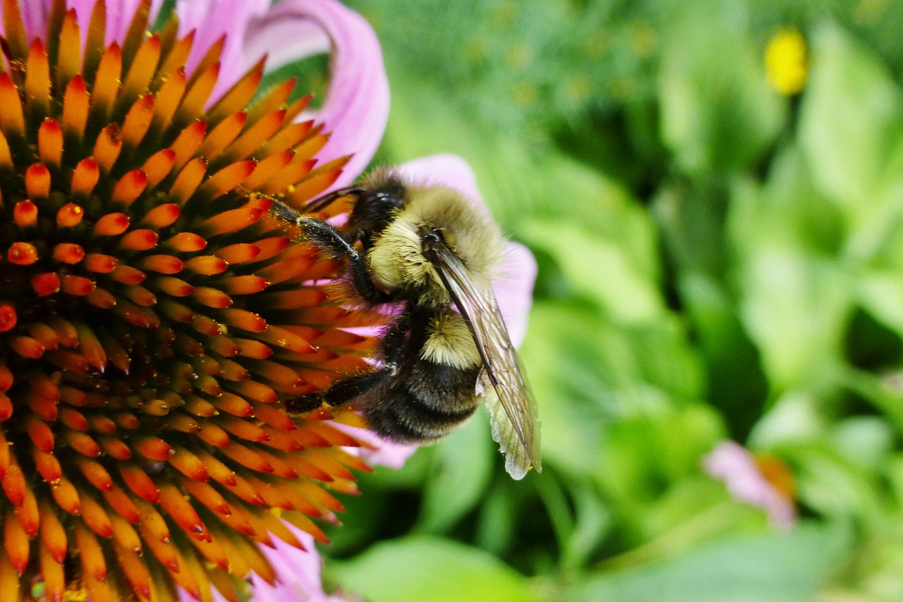 bee flower nature free photo