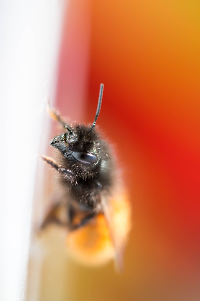 bee macro orange free photo