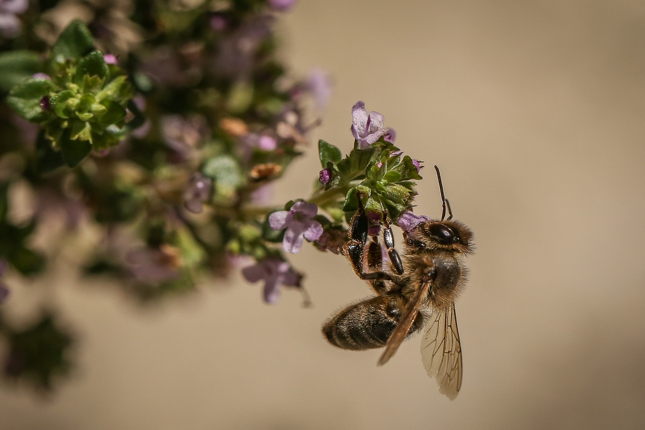 bee insect blossom free photo