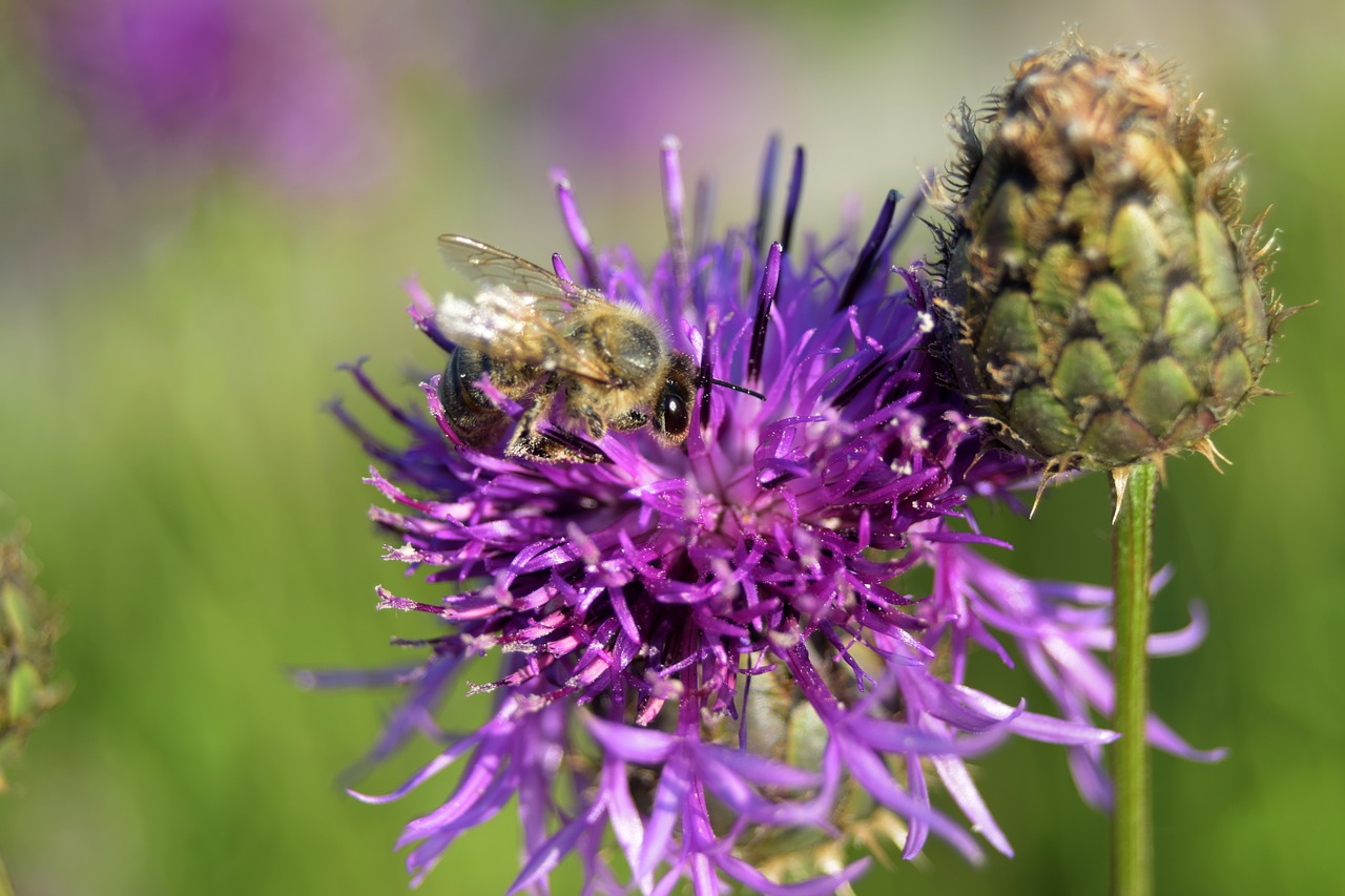 bee flower nature free photo