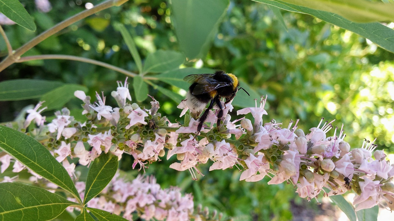 bee nature bees free photo