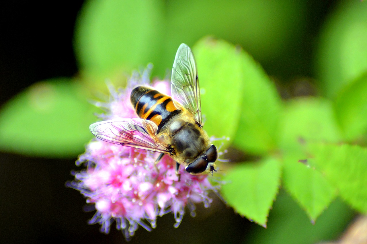 bee nectar sprinkle free photo