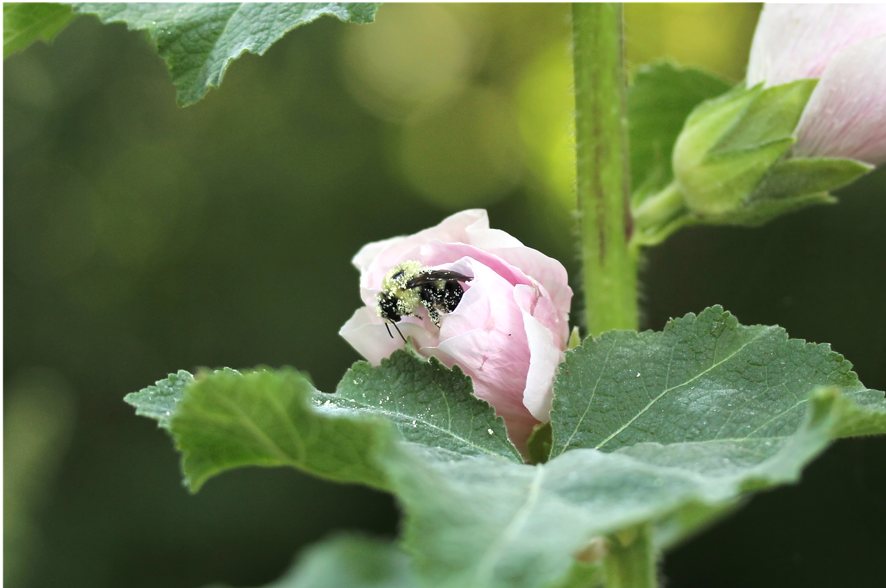 bee pollination pollinating free photo