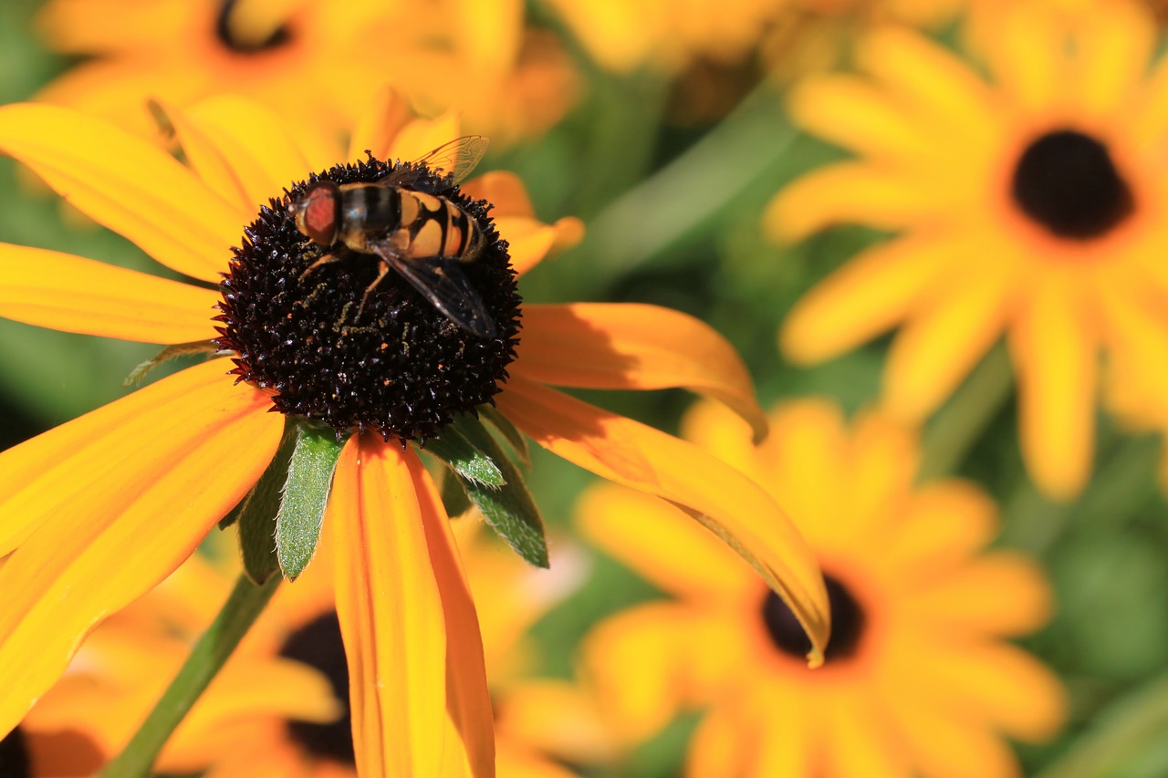 bee wildflower flower free photo