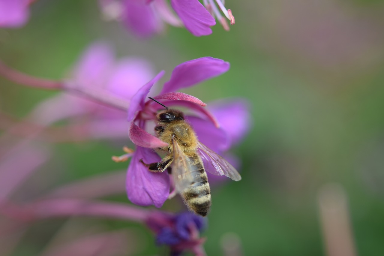 bee flower close free photo