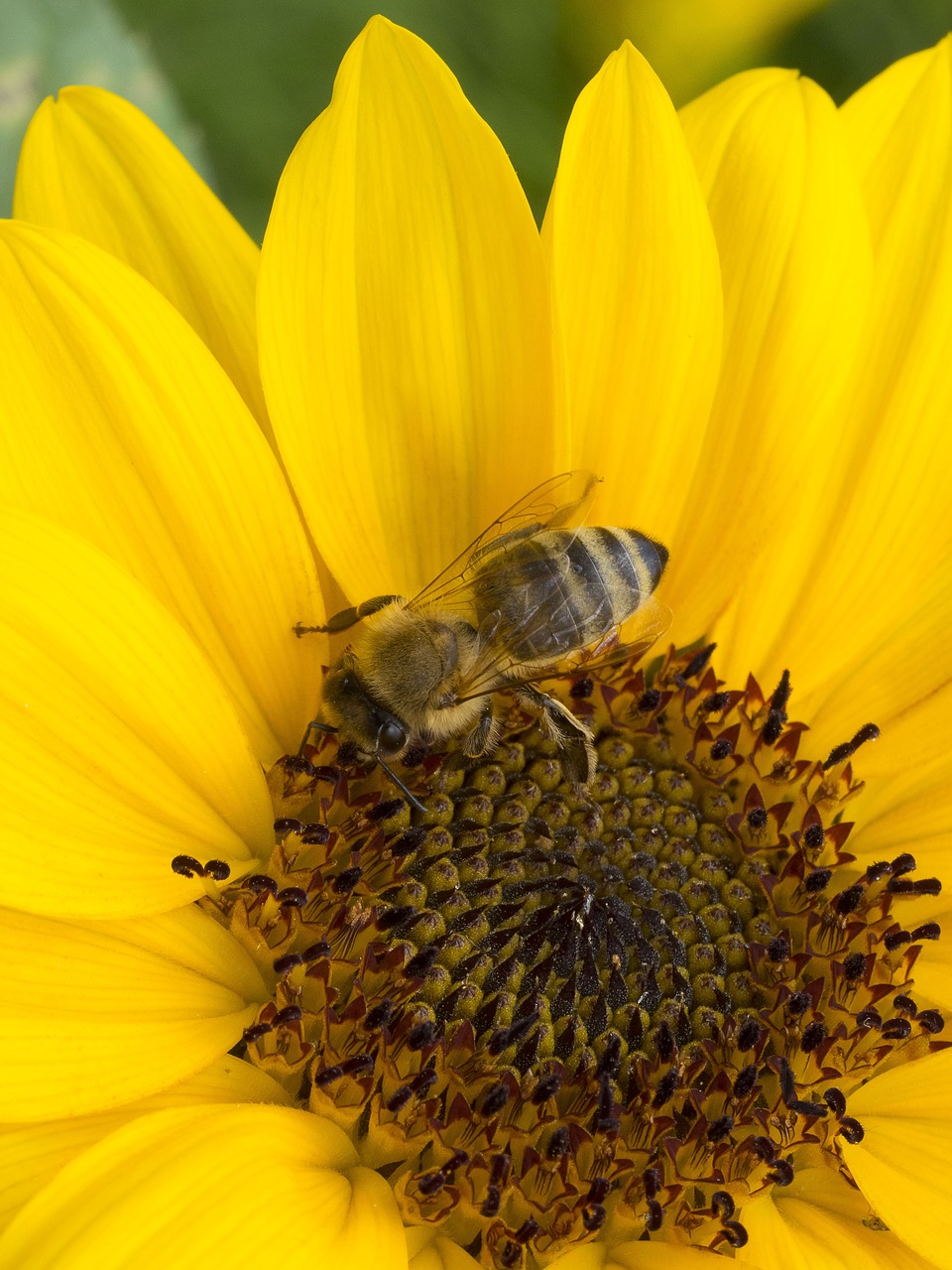 bee insects forage free photo