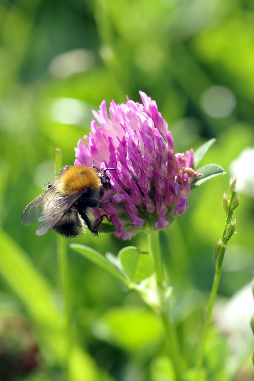 bee insect pollinate free photo