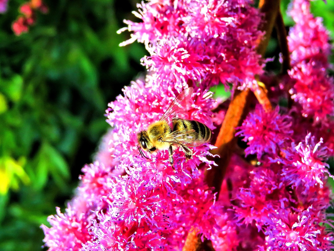 bee honey bee insect free photo