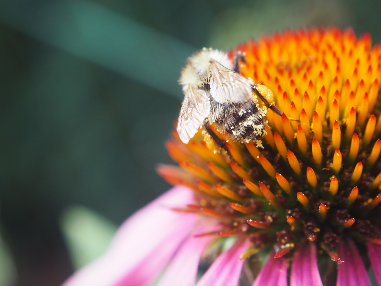 bee blossom bloom free photo