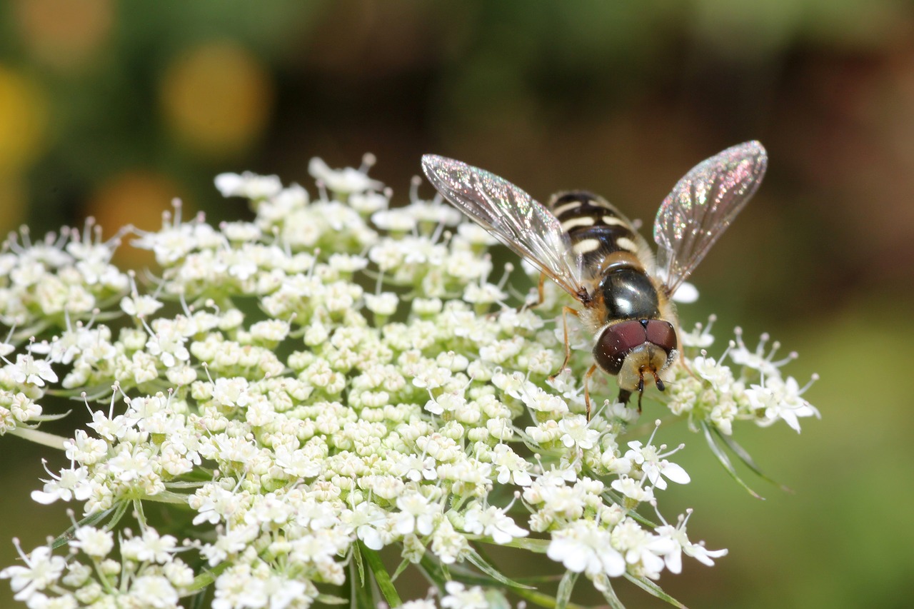 bee wing sprinkle free photo