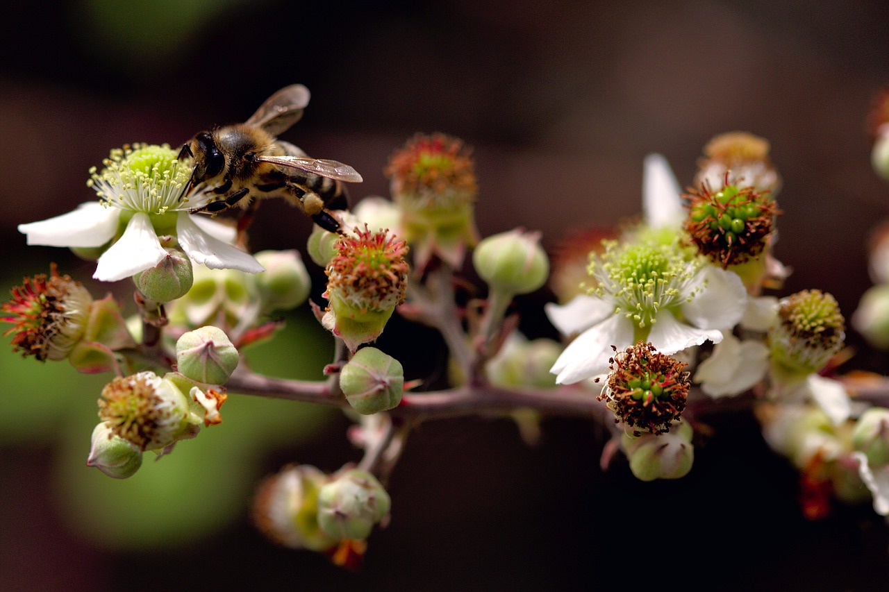 bee flower nature free photo