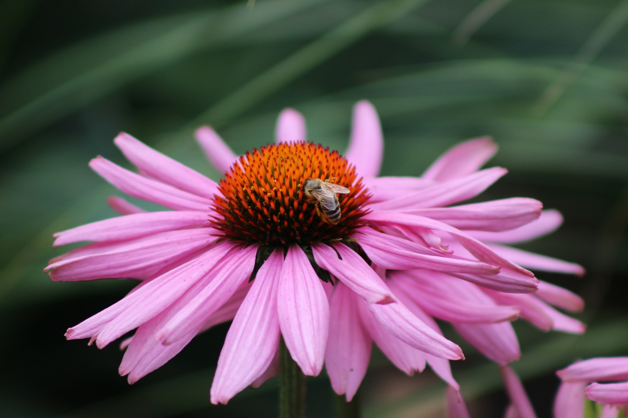 bee pink flower petals free photo