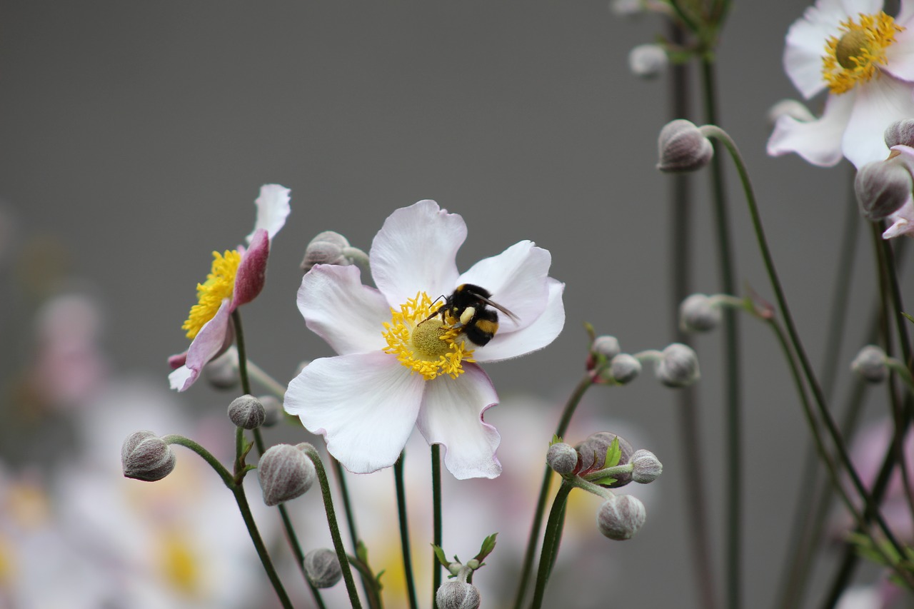 bee white flower petals free photo