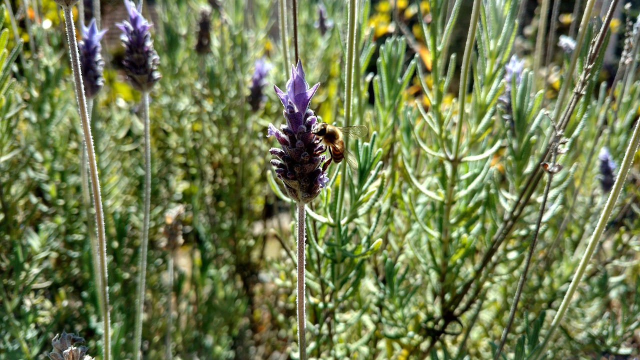 bee flowers insect free photo