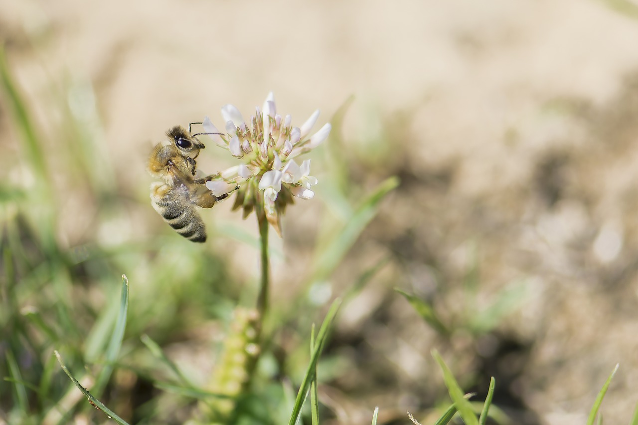 bee meadow blossom free photo