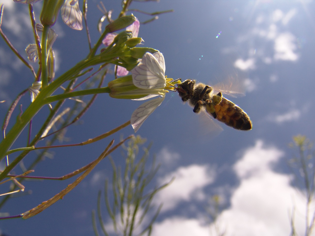 bee spring flowers free photo