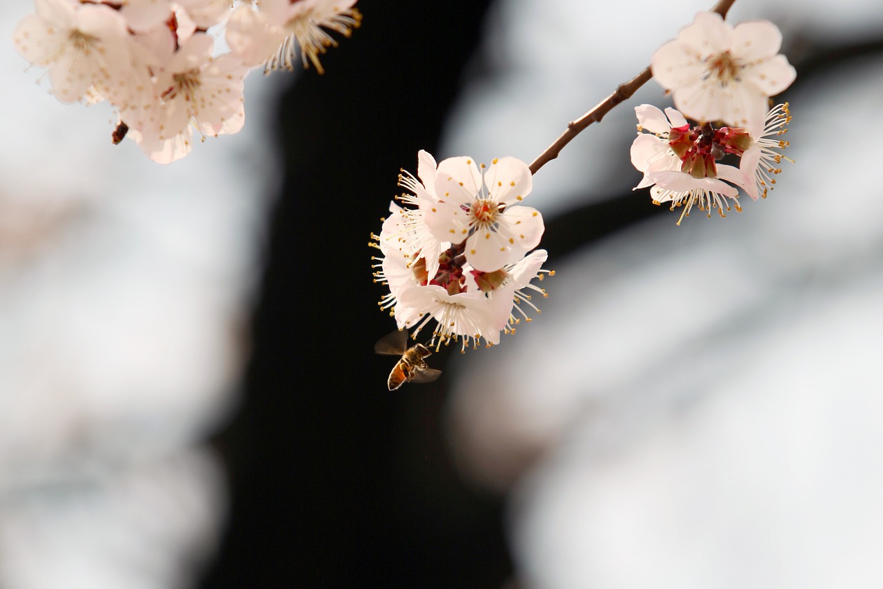 bee cherry blossom spring free photo