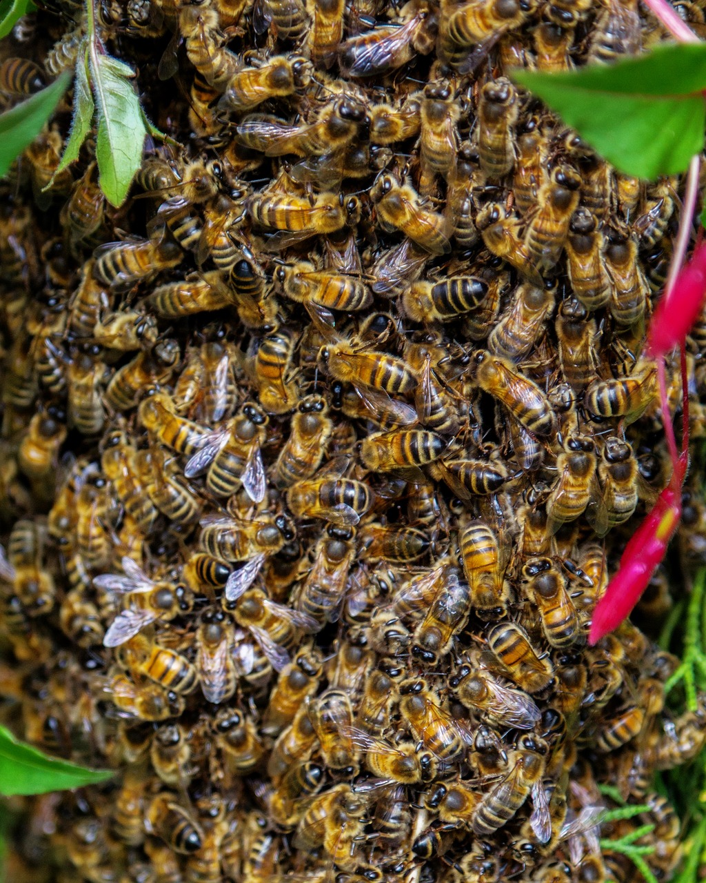 bee swarm honey free photo