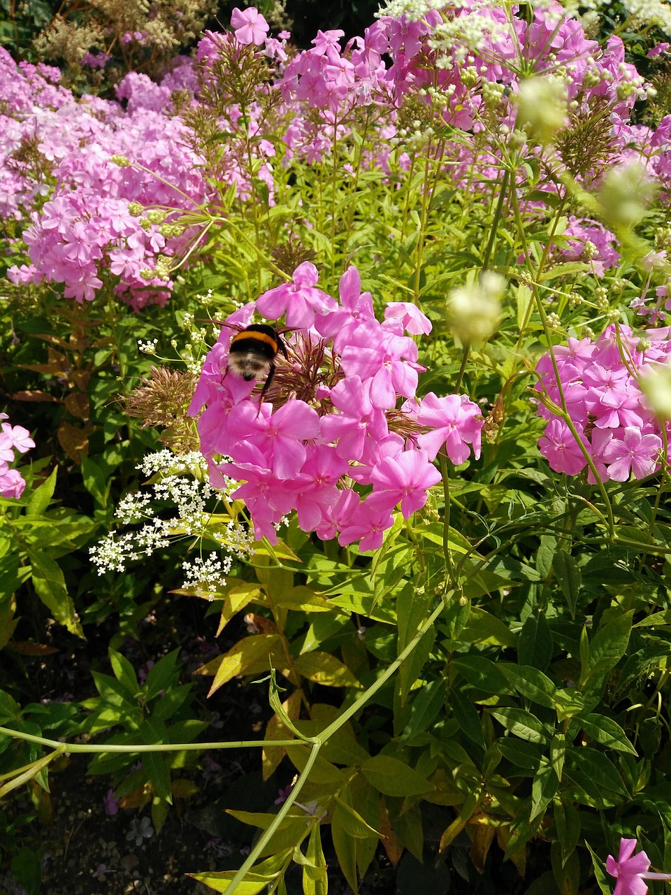 bee summer flowers free photo