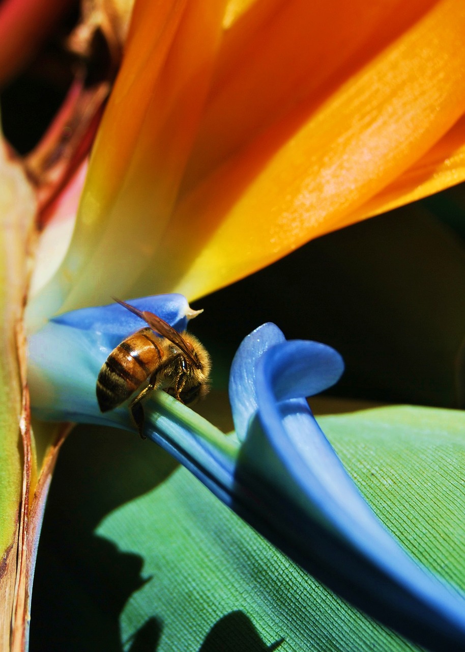 bee bird of paradise insect free photo