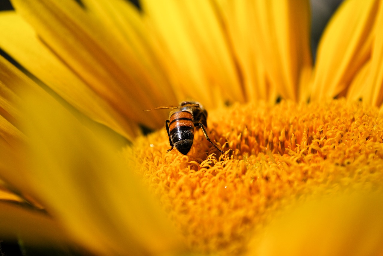 bee sunflower yellow free photo