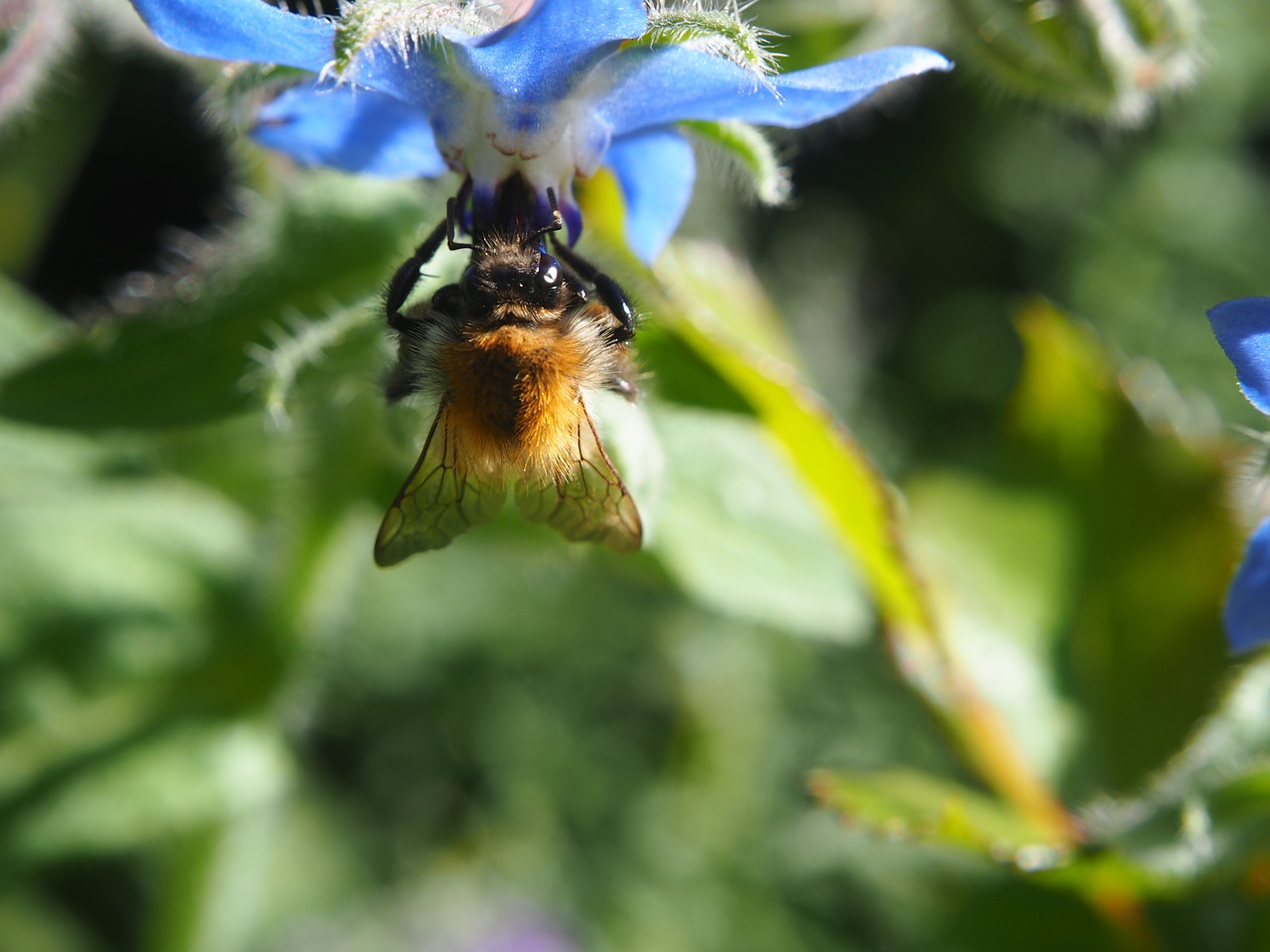 bee blossom bloom free photo