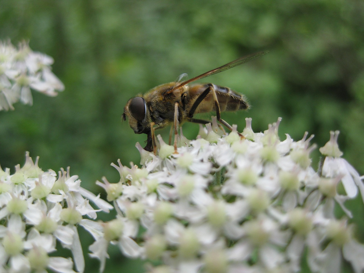 bee flower nature free photo