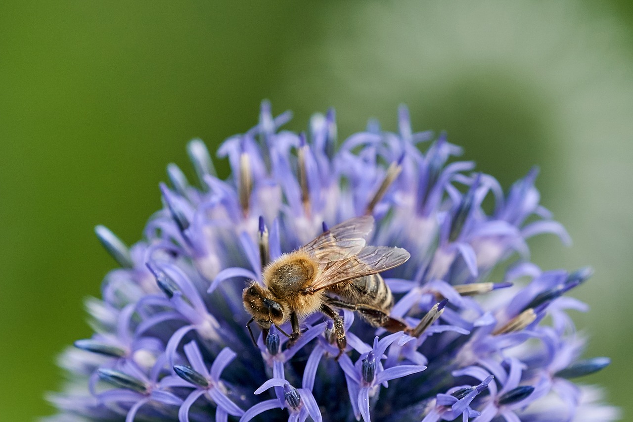 bee close blossom free photo