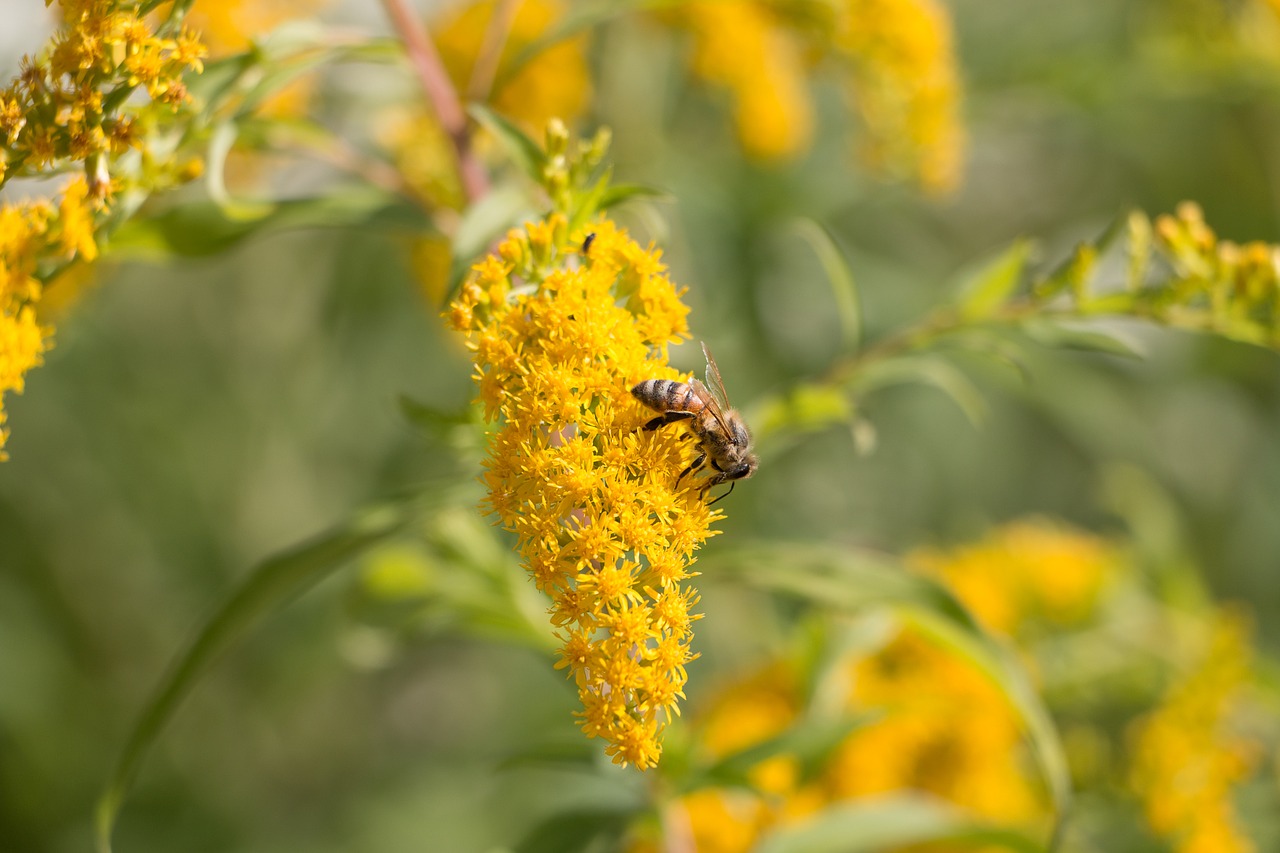 bee honeybee flower free photo