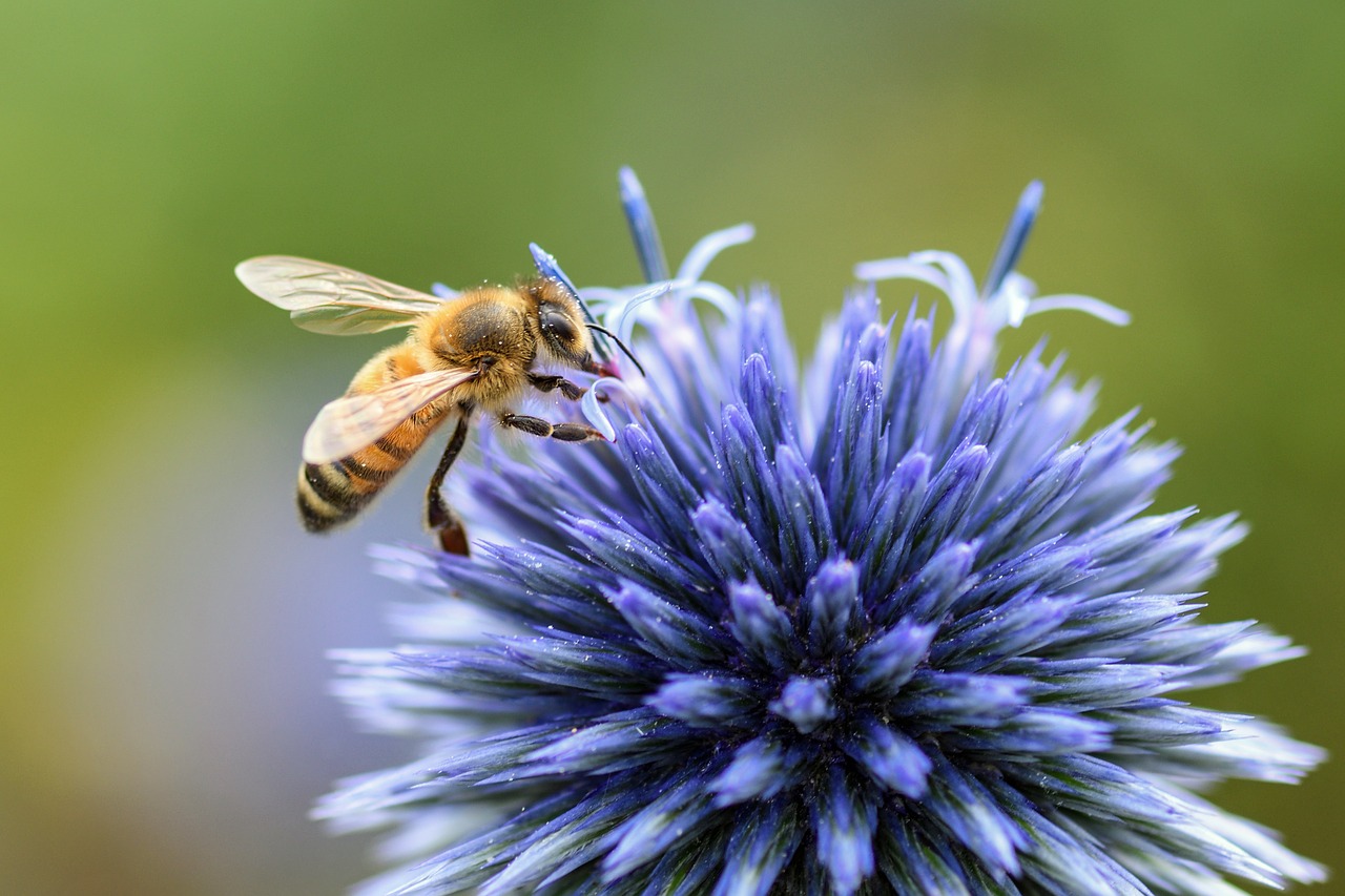 bee thistle blue free photo