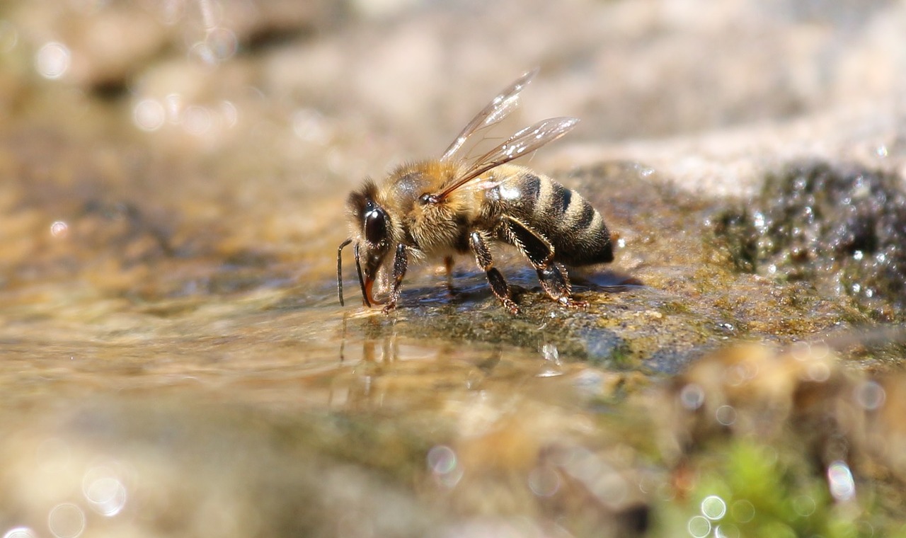 bee drink water free photo